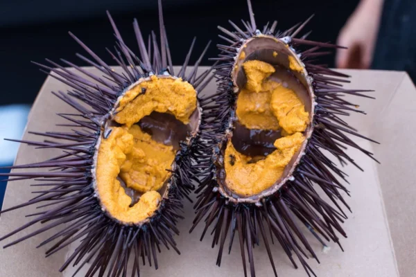 Buy Fresh Shell Sea Urchin