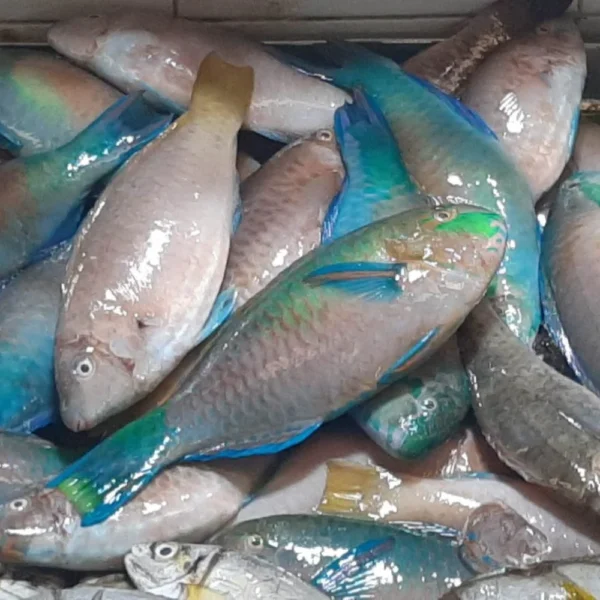 Buy Frozen Parrot Fish