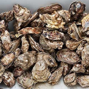 Buy Live Oysters Online