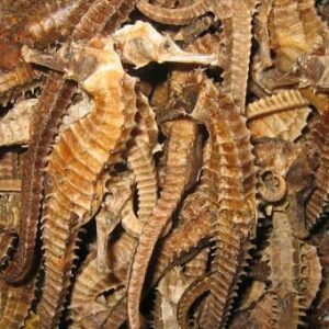 Dried Seahorse size 11cm-13cm 300-600 pcs kg