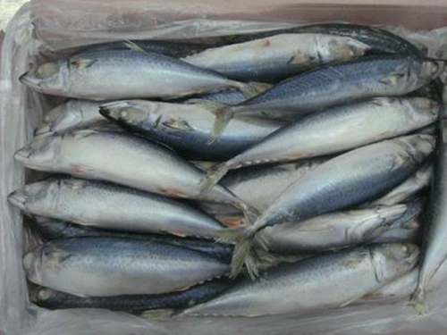 Frozen Mackerel Fish Supplier