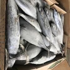 Frozen Tuna Bonito Skipjack Fish For Sale
