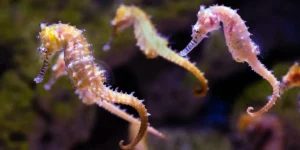 The Fascinating World of Dried Seahorses