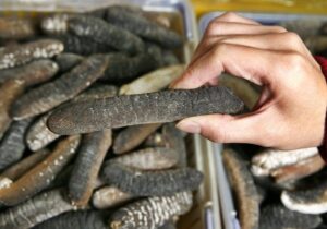 The Intriguing World of Dried Sea Cucumbers